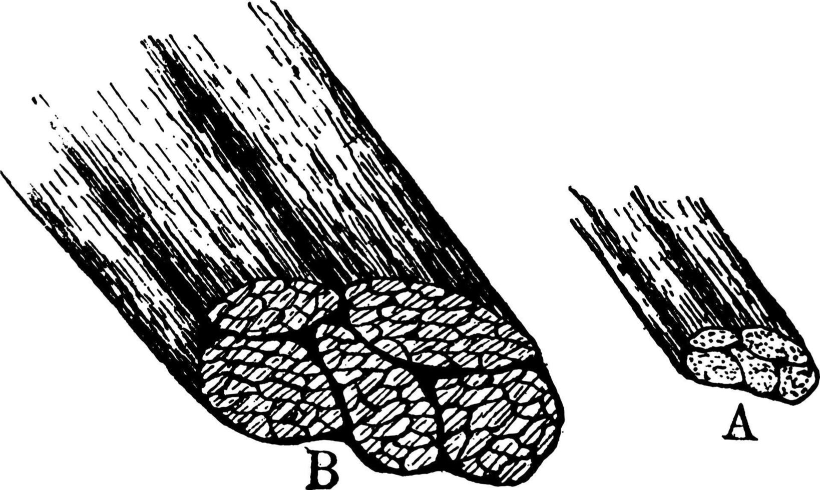 muskel fibrer, årgång illustration. vektor