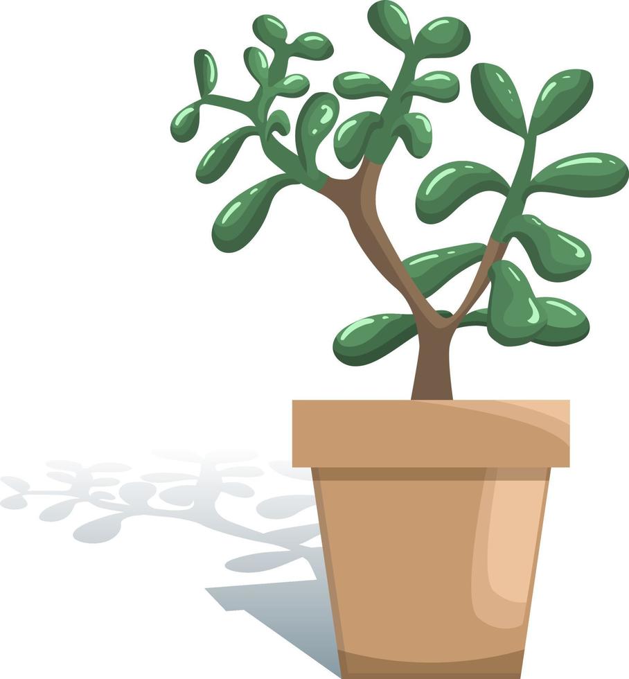Topfpflanze Crassula ovata Vector Illustration. saftig im flachen modernen stil. isoliert auf weißem Hintergrund