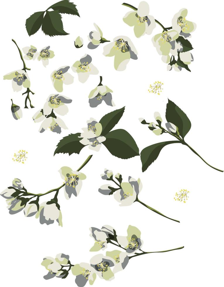 satz von floralen designelementen, jasminblüten und -knospen, blättern und stielen. isoliert auf weißem Hintergrund vektor