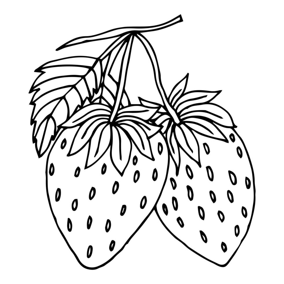 skisse vild jordgubb gren. årgång botanisk teckning av skog växt med växande bär och blommor. skiss i retro stil. ritad för hand vektor illustration isolerat på vit