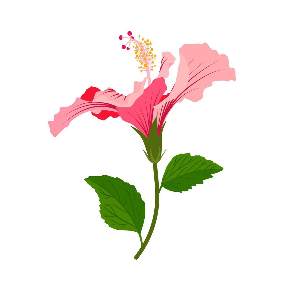 hibiskus detaljerad full blomma blomma med stam och löv. blommig klämma konst. färgrik botanisk vektor bild.