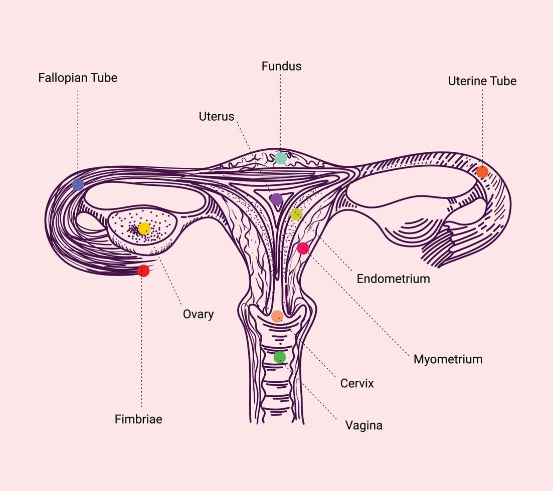 handskizze menschlicher uterusorgane und teilnamen vektor