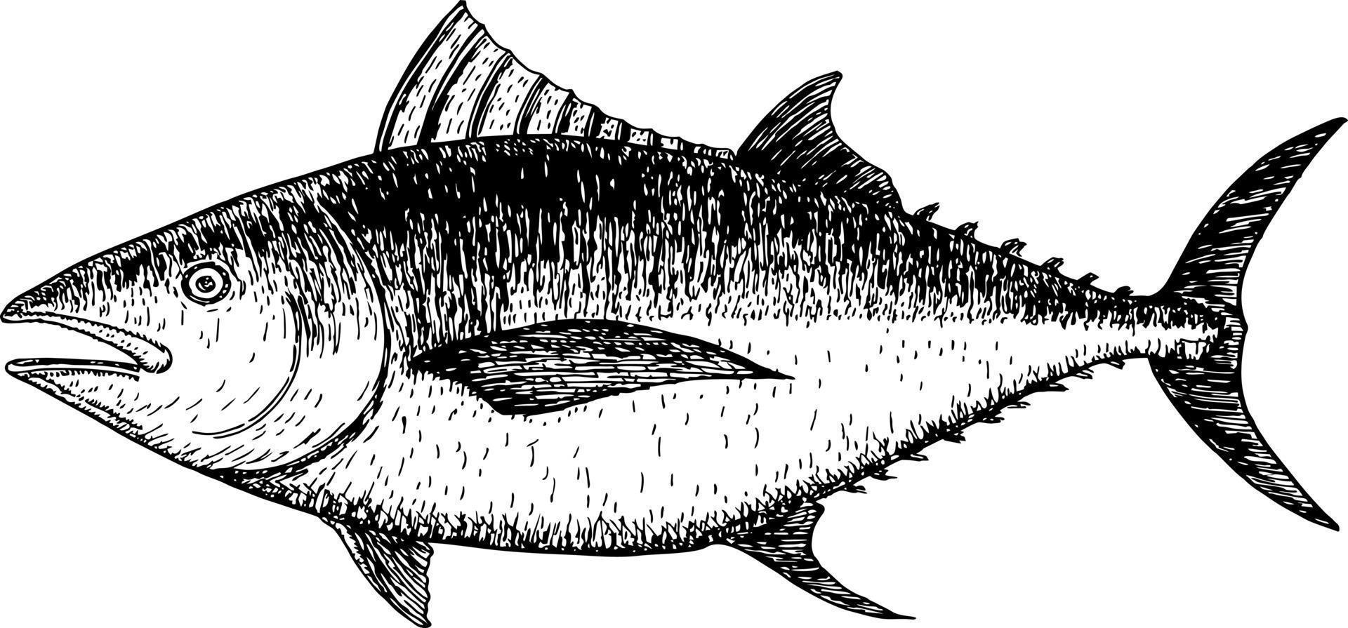 tonfisk skiss. hand dragen illustration av en fisk vektor