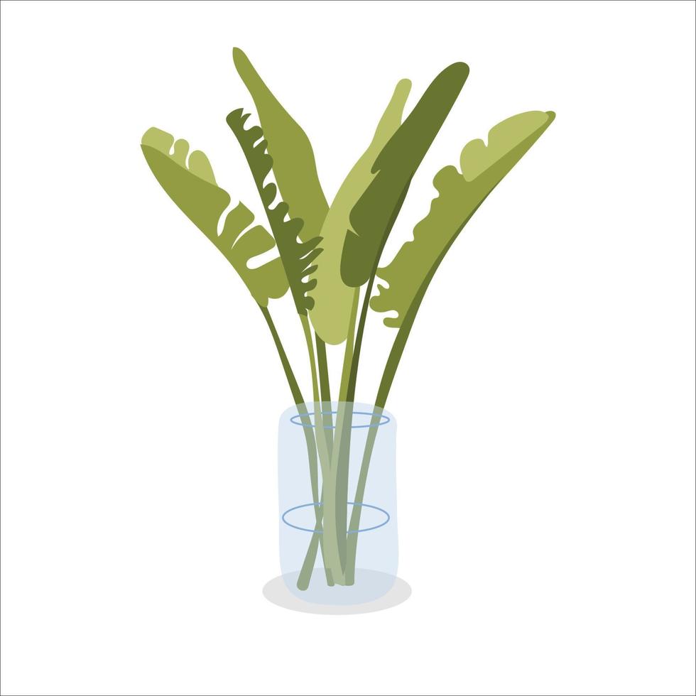 Bananenbaumblätter im Blumentopf. Palmenpflanze. Zimmerpflanze für die Inneneinrichtung. isoliert auf weißem Hintergrund. vektor