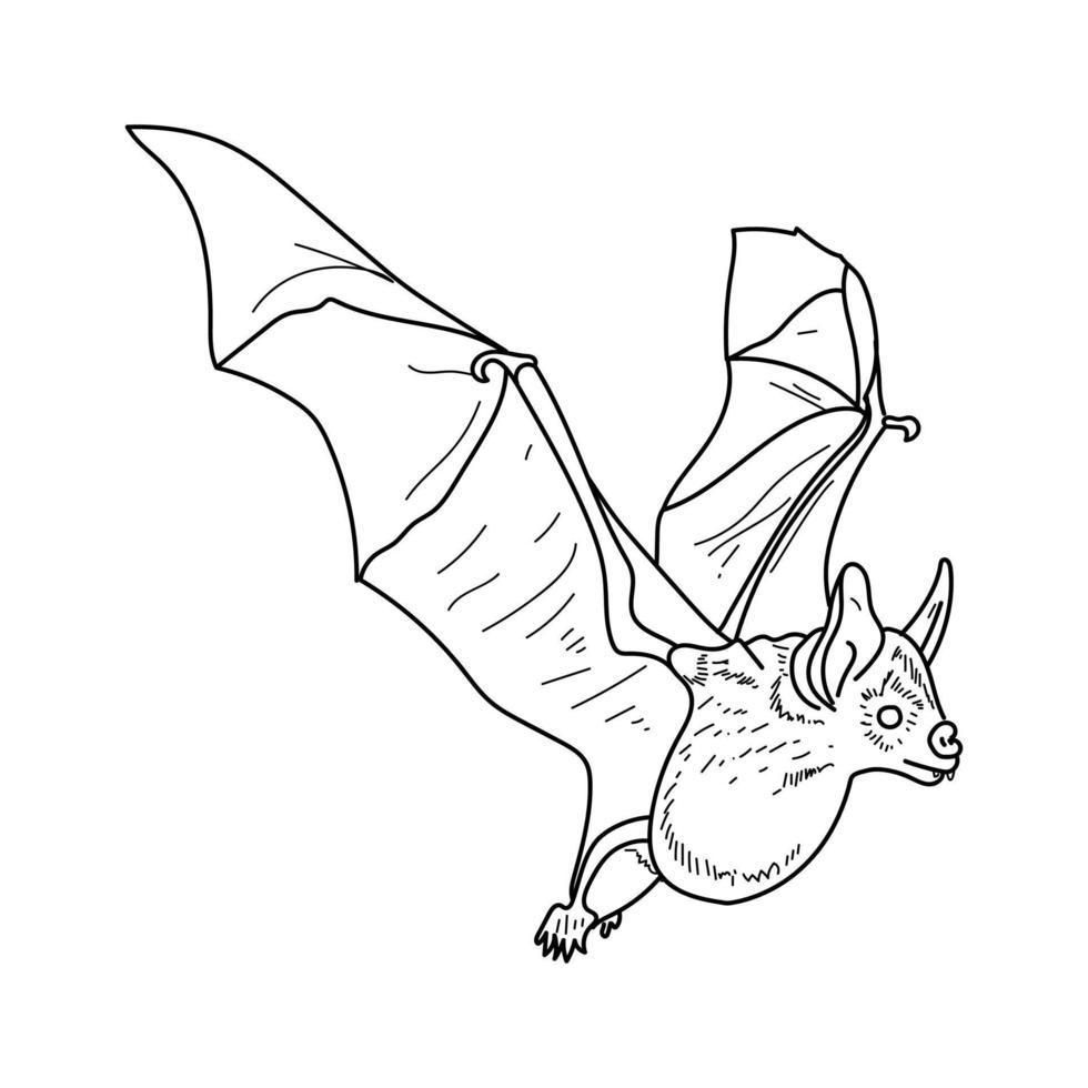 fladdermus översikt illustration, flygande djur- hand dra färg sida vektor