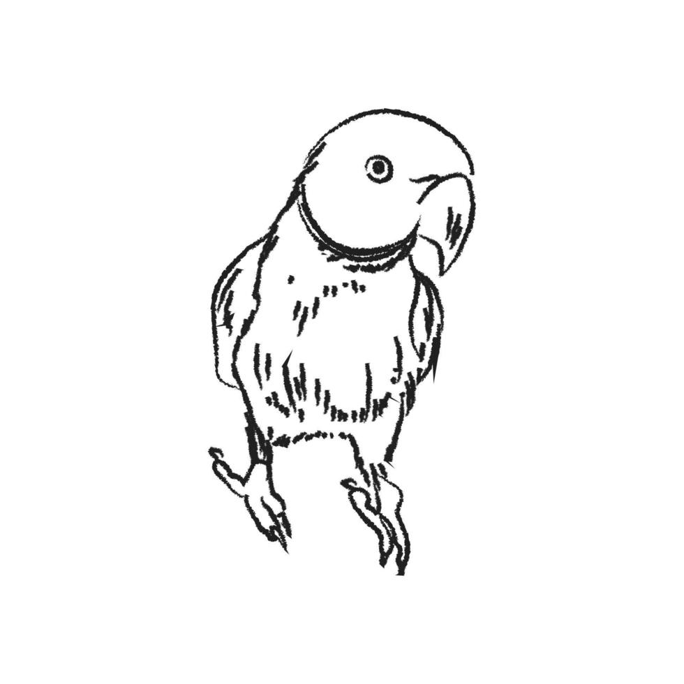 Rosenringsittich, Umrissvektorillustration, Papageienvogelskizze vektor