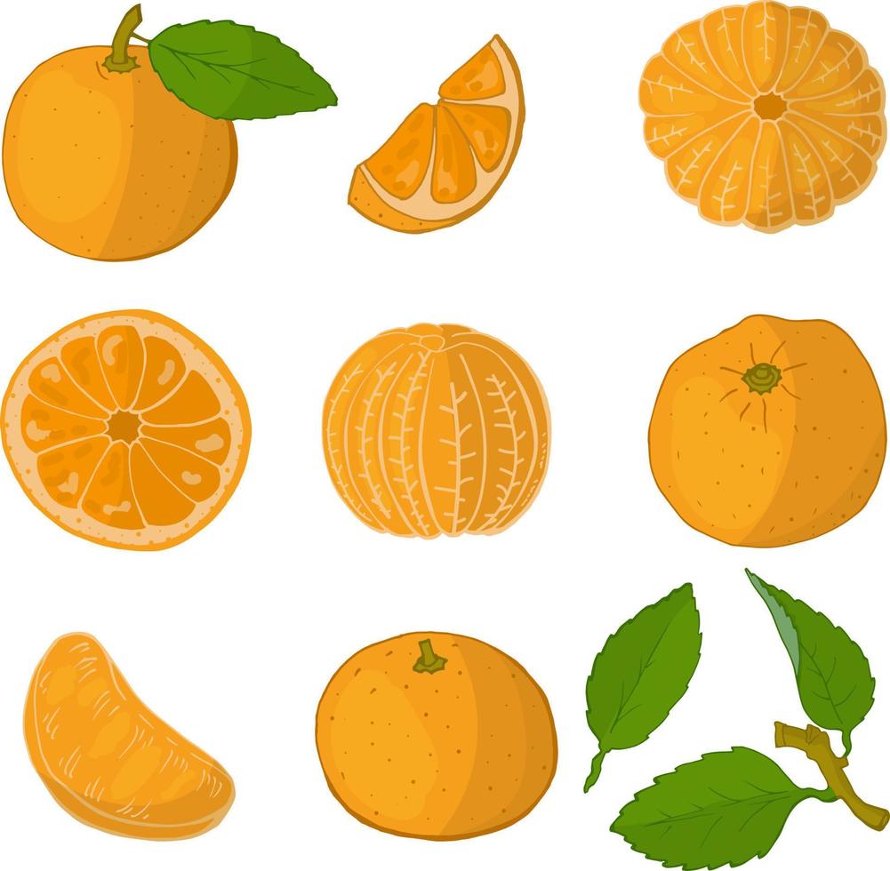 ganze orange, halb, das fruchtfleisch isoliert auf weiß. handgezeichnete Vektorillustration. vektor
