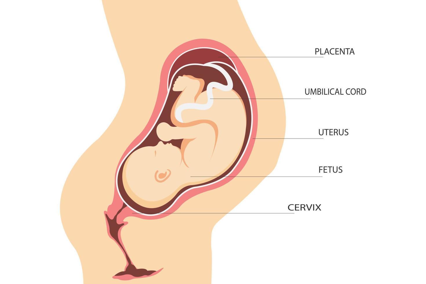 Schwangerschaft. Anatomie der Gebärmutter mit einem Fötus vektor