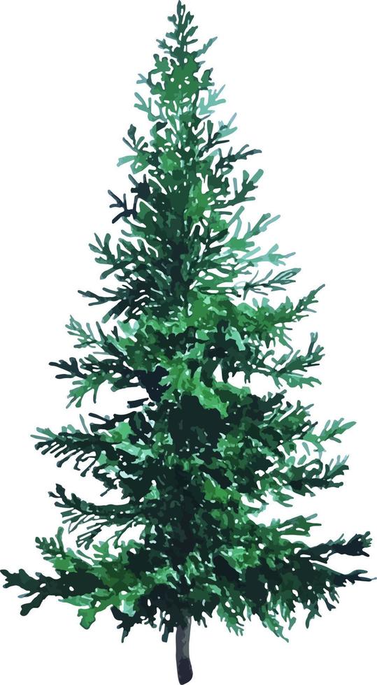 vintergröna vattenfärg hand dragen jul träd isolerat vektor