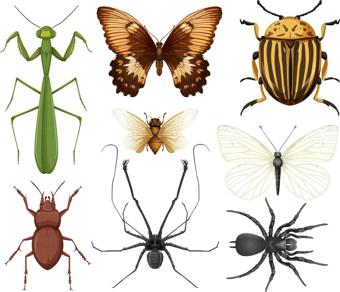 Sammlung verschiedener Insekten isoliert vektor