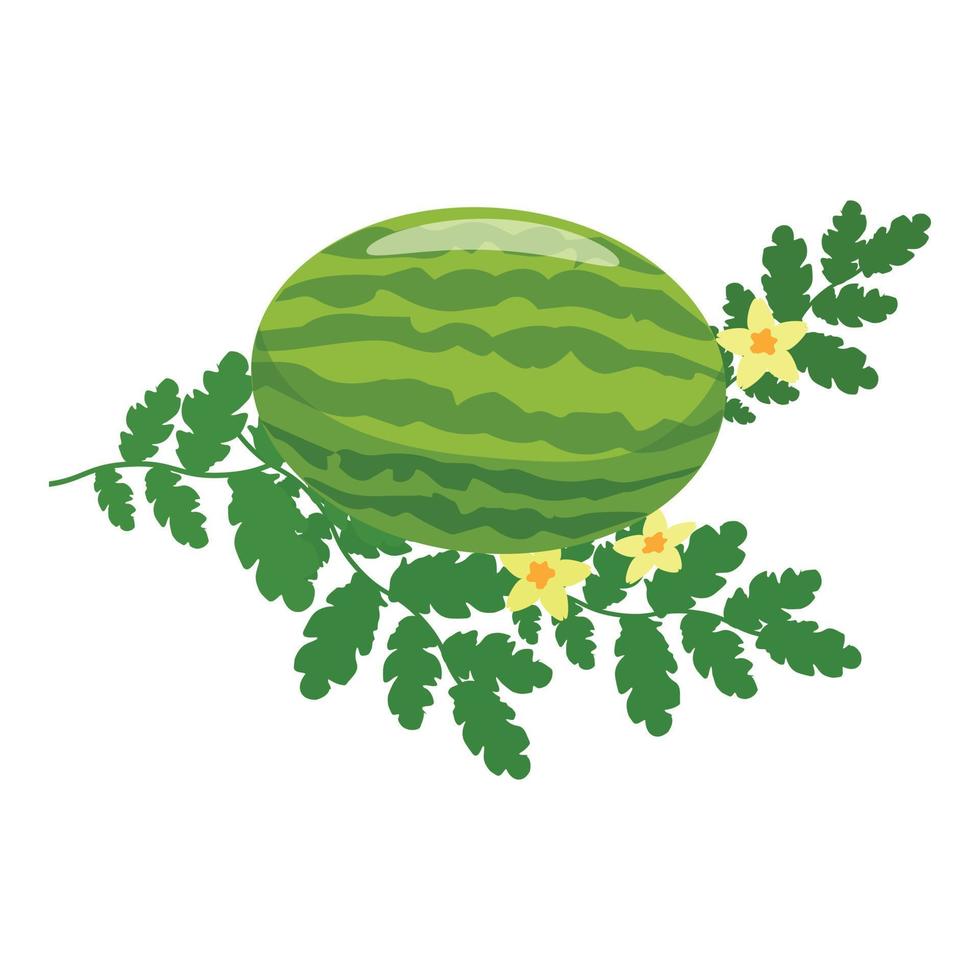 trädgård vattenmelon växt ikon tecknad serie vektor. melon frukt vektor