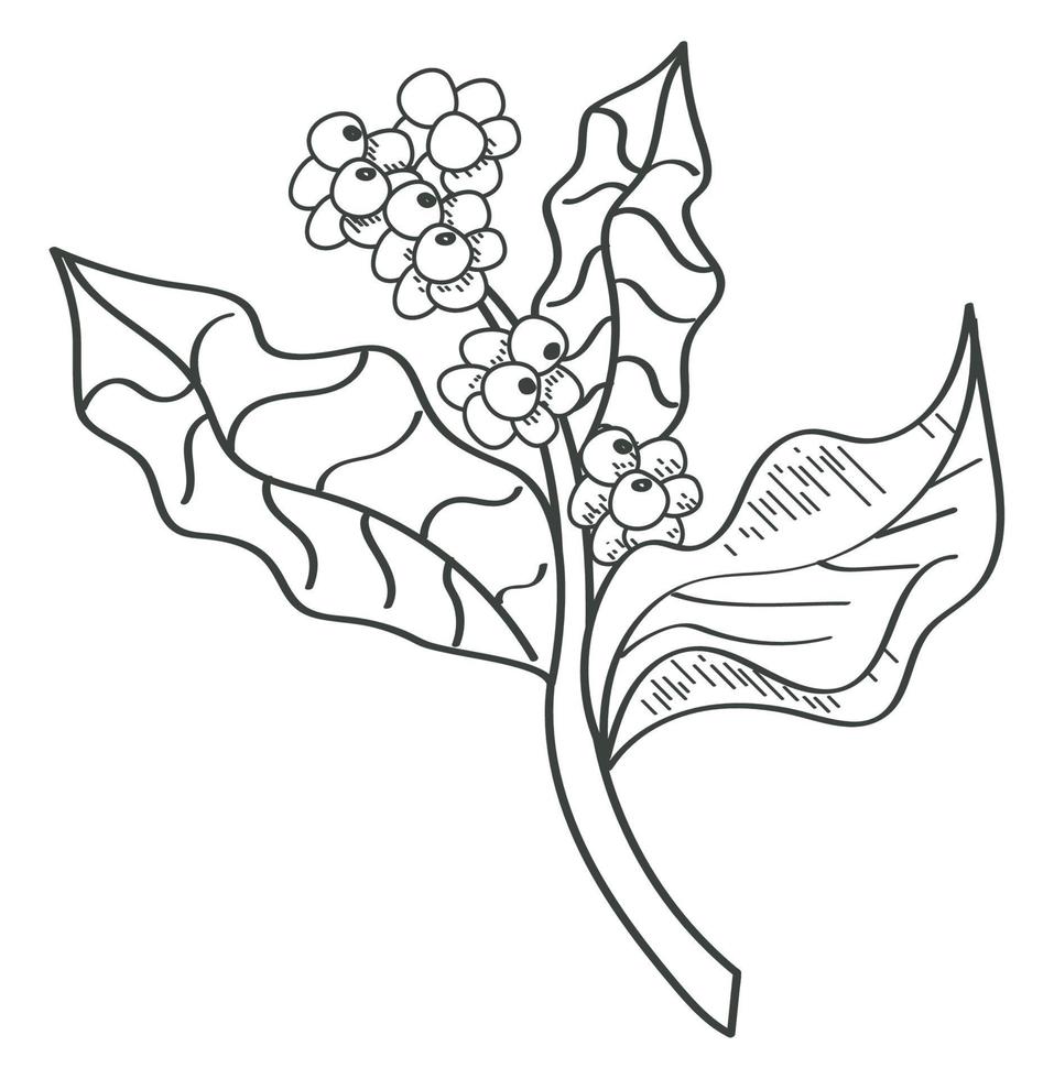 kaffeepflanze skizzenstil vektor