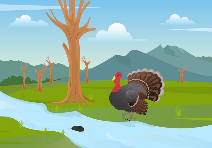 Wild Turkey illustration Vector