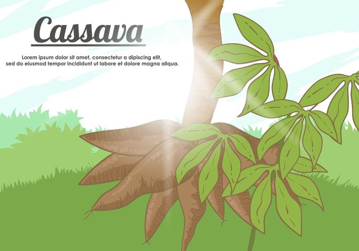 Vector Cassava Root