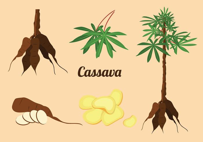 Cassava Pflanze Set Vector