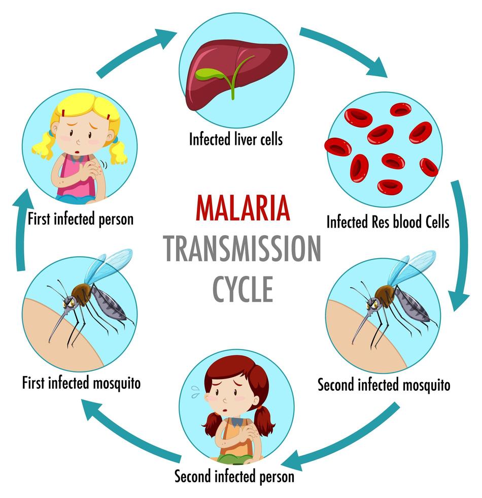 Infografik Informationen zum Malaria-Übertragungszyklus vektor