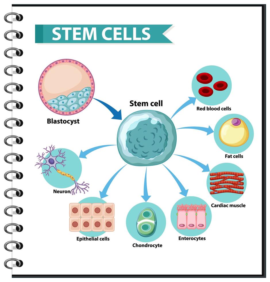 Anwendungen menschlicher Stammzellen vektor