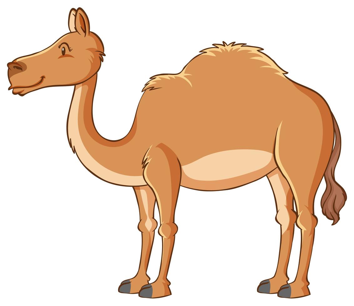 isolerad kamel på vit bakgrund vektor