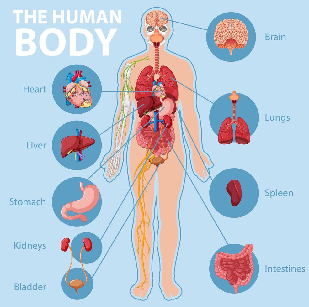 Anatomie des menschlichen Körpers Infografik vektor