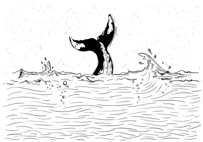 Gratis Whale Vector Illustration