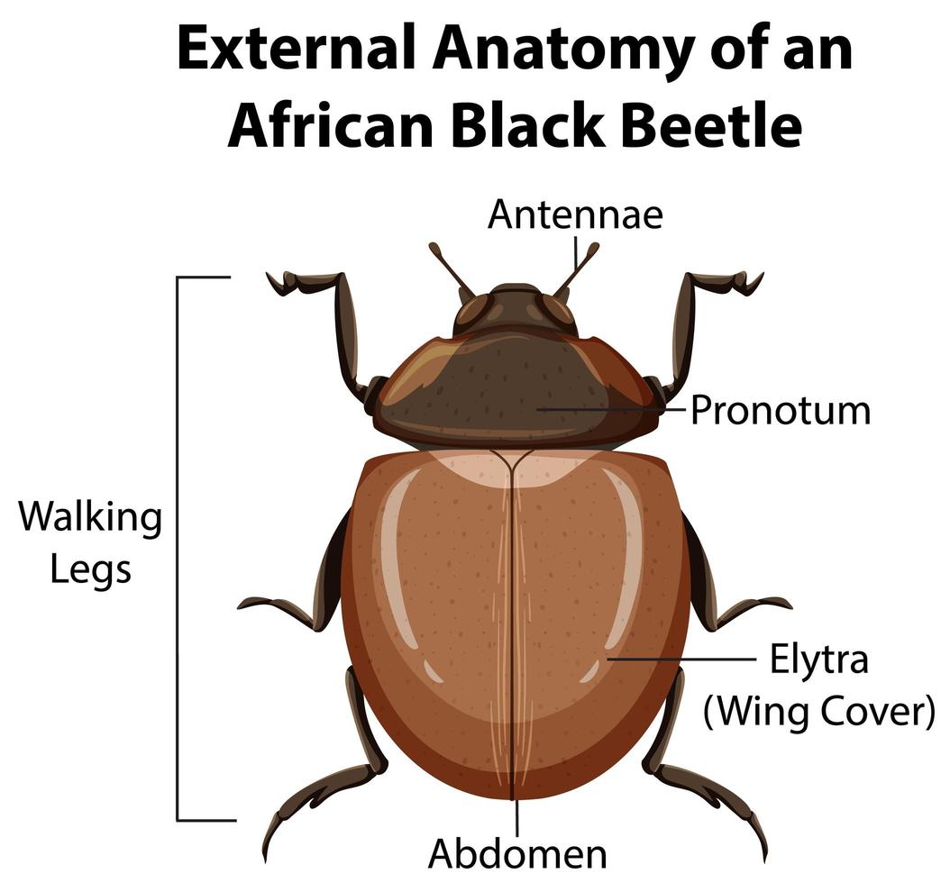 extern anatomi hos en afrikansk svartbagge vektor