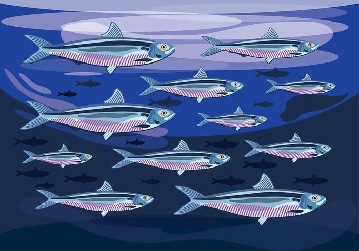 Sardine Colony Vector