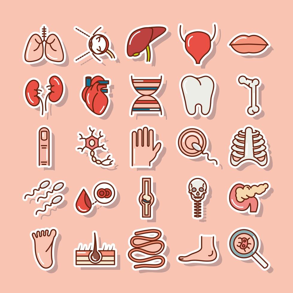 människokroppens anatomi och hälsa klistermärke ikonuppsättning vektor
