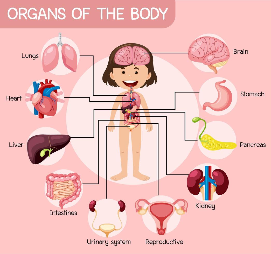 organ i kroppens anatomi affisch vektor