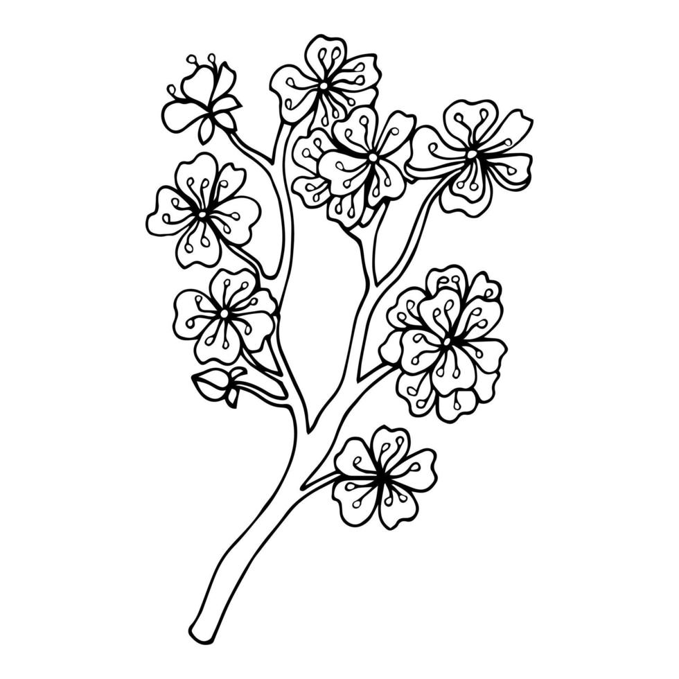 niedliche handgezeichnete isolierte Sakura-Zweigblumen-Vektorillustration in schwarzem Umriss und weißer Ebene auf weißem Hintergrund. vektor