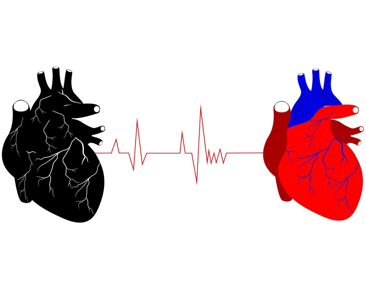 zwei menschliche herzen in verschiedenen farben schwarz rot vektor