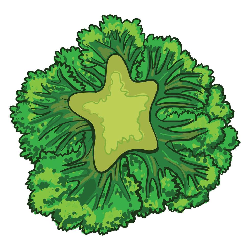 Brokkoli-Kohl-Symbol, Cartoon-Stil vektor