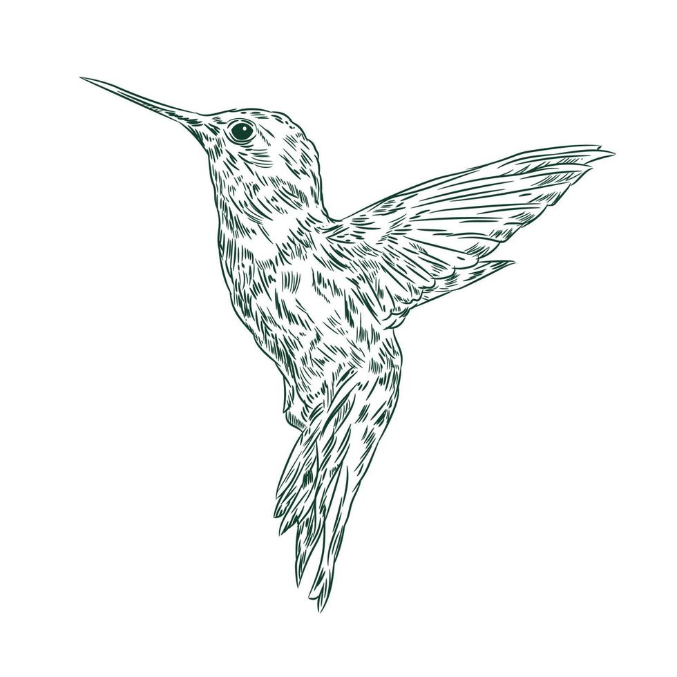 colibri fågel vektor illustration i hand dragen stil, perfekt för t skjorta design och logotyp