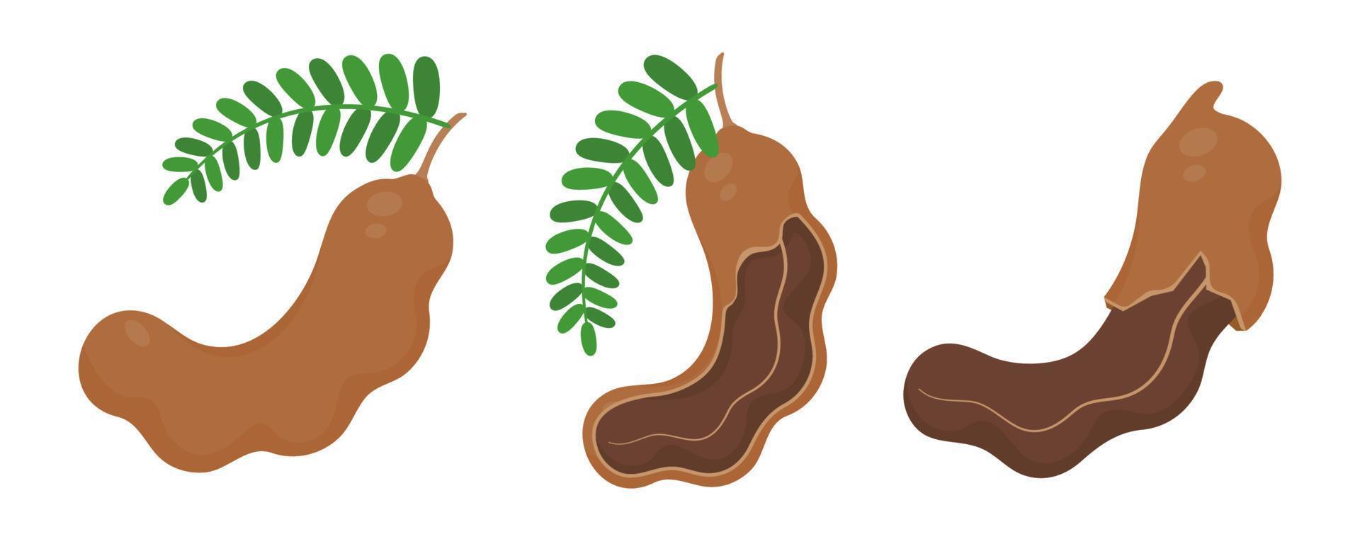 ljuv tamarind. en friska frukt den där är hög i fiber. hjälp de matsmältnings systemet för vegetarianer vektor