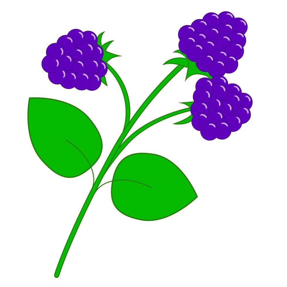 ein Zweig blauer Brombeerbeeren vektor