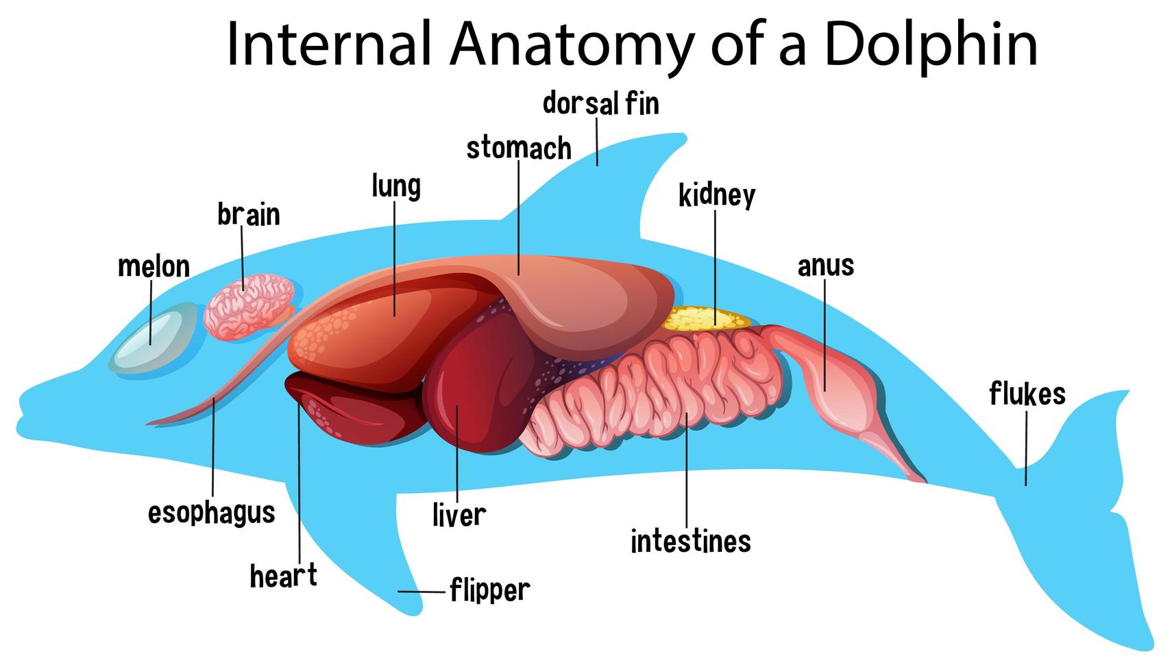 innere Anatomie eines Delfins vektor