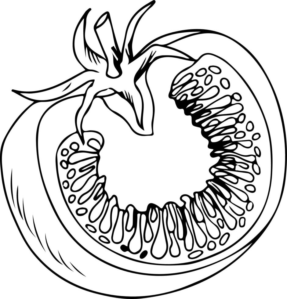 halbierte Tomatenskizze, tolles Design für jeden Zweck. isoliert auf weißem Hintergrund vektor