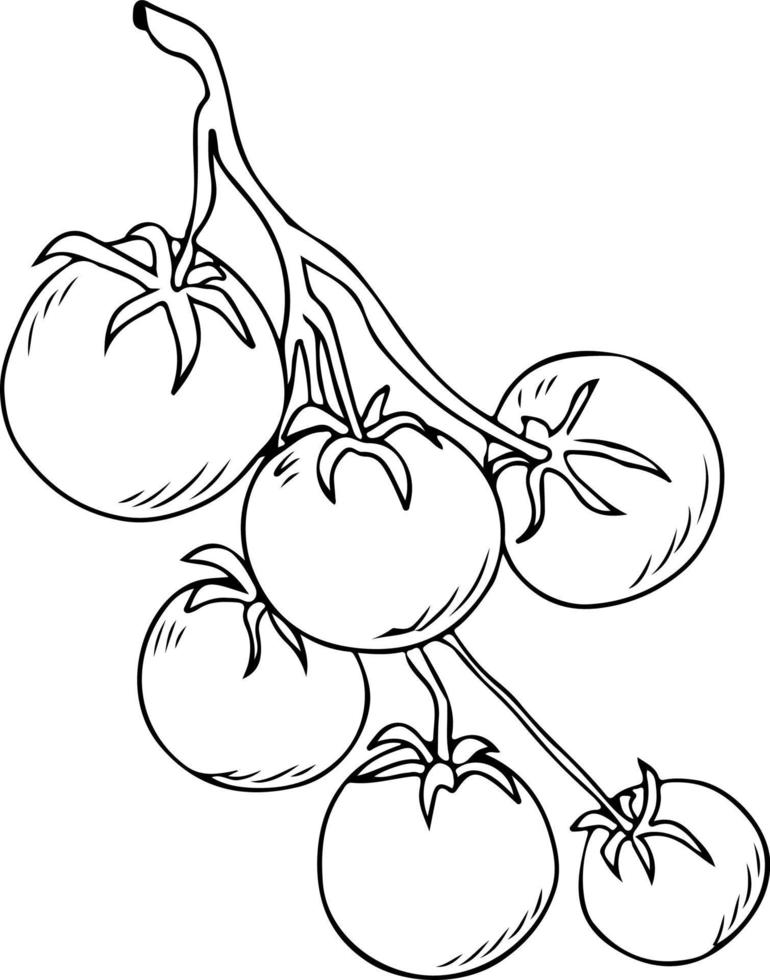 Tomaten auf der Zweigskizze, tolles Design für jeden Zweck. isoliert auf weißem Hintergrund vektor