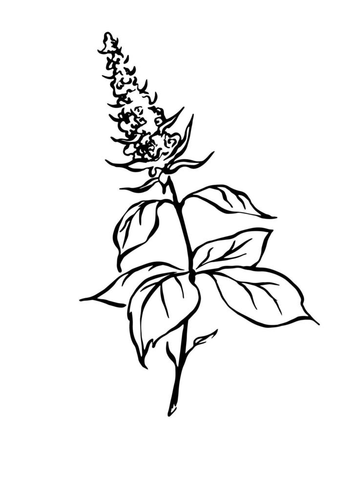 minze Umrissvektorzeichnung. handgezeichnete schwarz-weiße botanische illustration von minzzweig, blättern und blüte. vektor