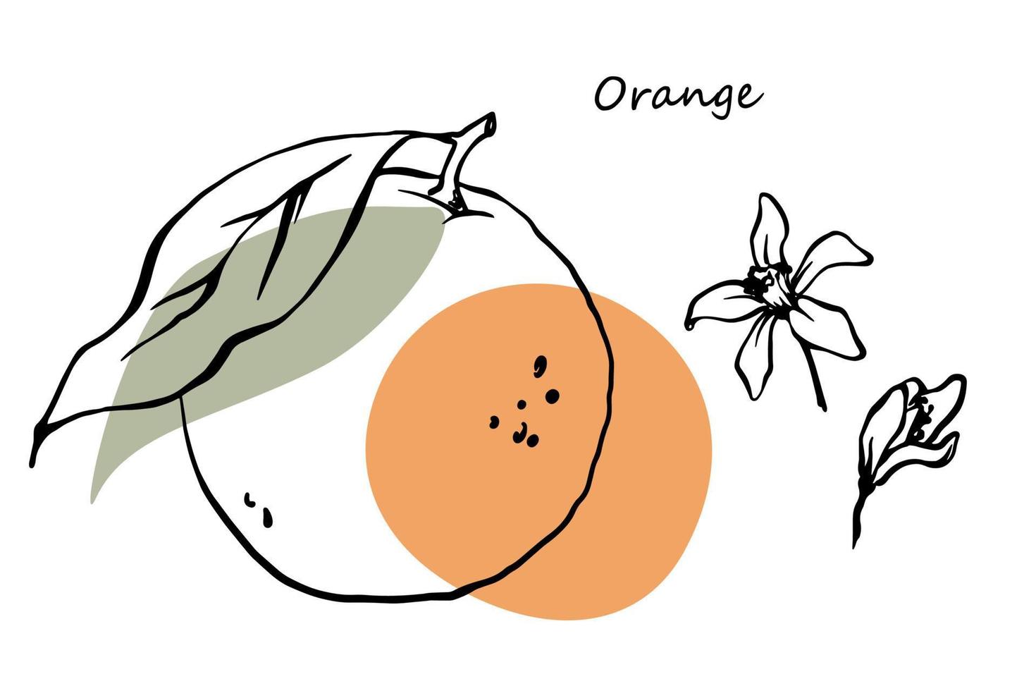 orange med blommor översikt vektor illustration. svart bläck linje konst med grön och orange Färg fläckar.