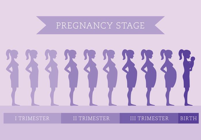 Schwangerschaft Bühne vektor