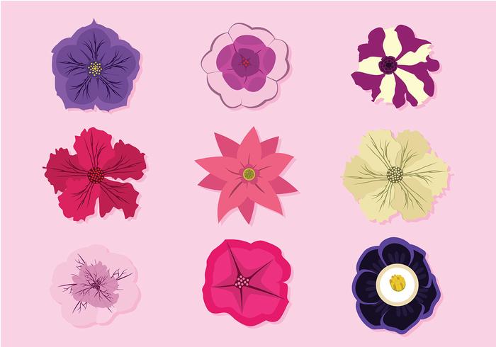 Petunia Gratis Vector