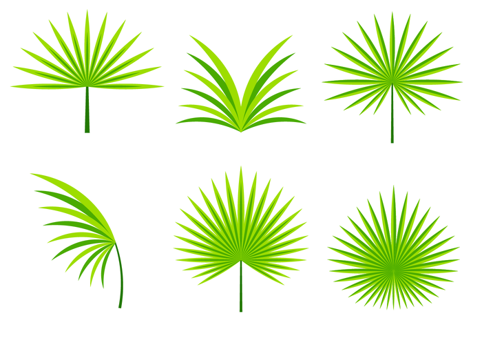 Palmetto leafs vektor