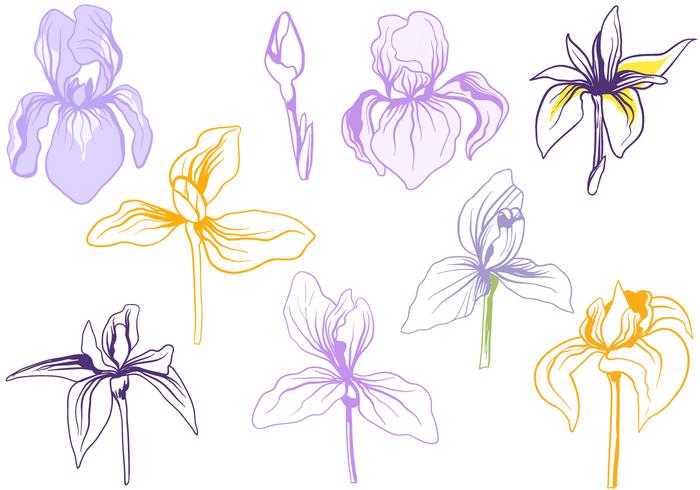 Gratis Iris blommor vektorer