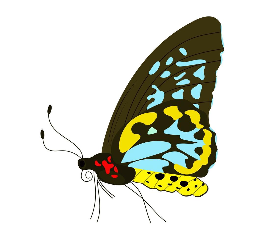 enda färgrik fjäril isolerat på vit bakgrund. exotisk tropisk insekt med ljus vingar och antenner. vektor