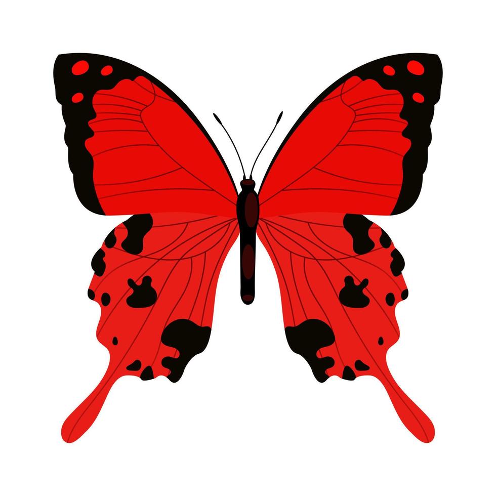 einzelner bunter Schmetterling lokalisiert auf weißem Hintergrund. exotisches tropisches insekt mit hellen flügeln und antennen. vektor