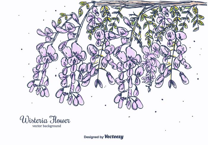 Hand Drawn Wisteria blomma Vector Bakgrund