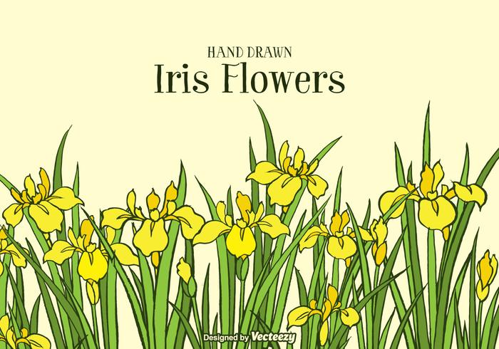 Hand Drawn Yellow Iris Blommor Bakgrund vektor