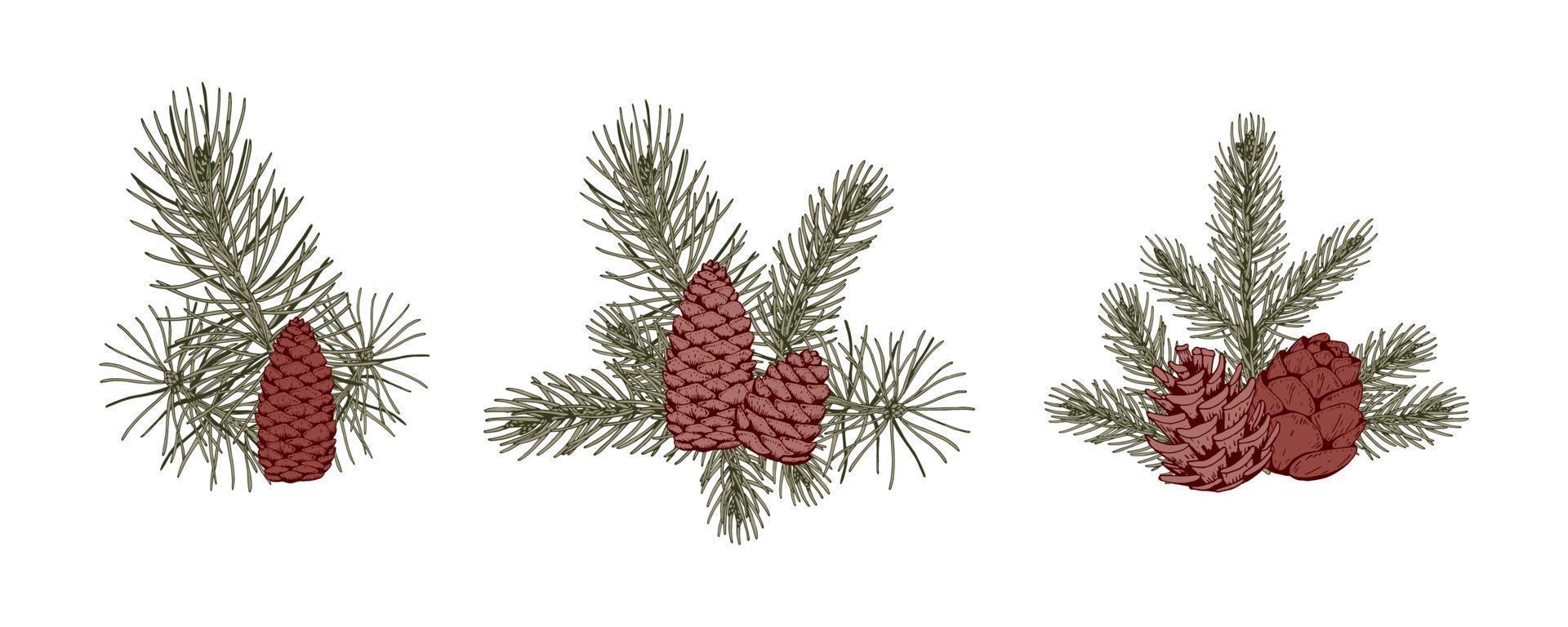 satz weihnachtlicher botanikkompositionen mit tannenzweigen und kegeln. vektorillustration im skizzenstil lokalisiert auf weißem hintergrund vektor