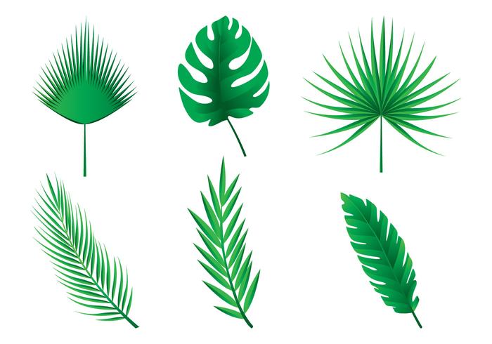 Palmblad vektorer