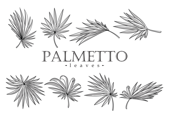 Palmetto-Blätter Vektor